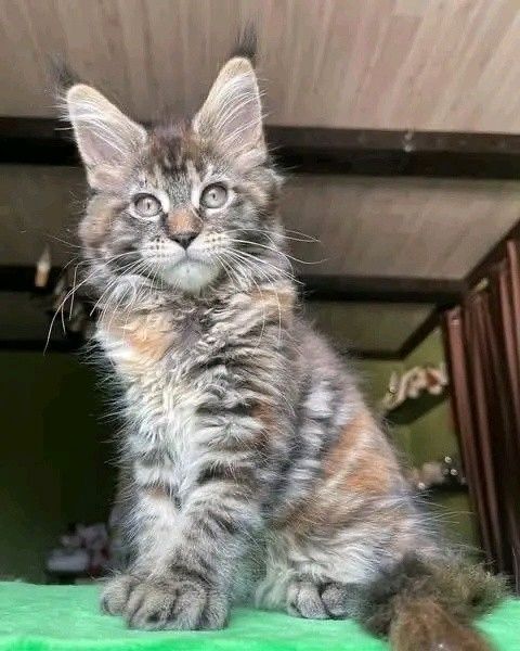 Wunderschöne Maine-Coon-Kätzchen suchen ein liebevolles Zuhause!