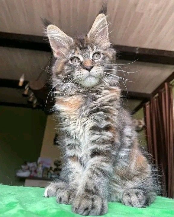 Wunderschöne Maine-Coon-Kätzchen suchen ein liebevolles Zuhause!