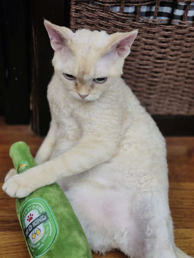 Wunderschöne Devon-Rex-Kätzchen suchen ein liebevolles Zuhause!