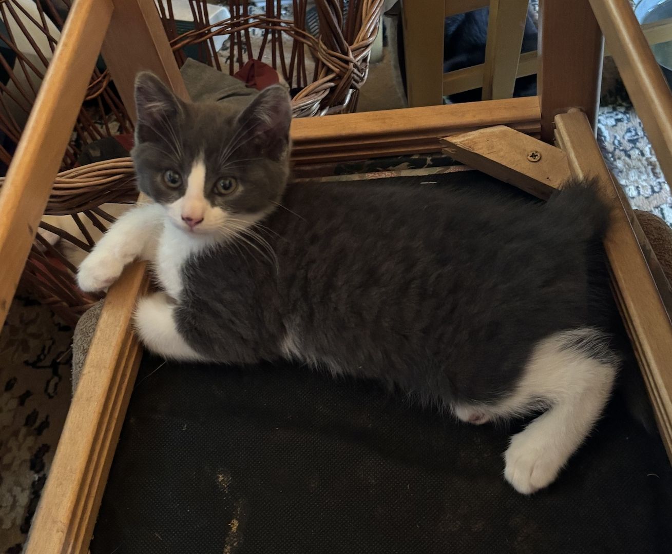 Katzenbabys vom Land
