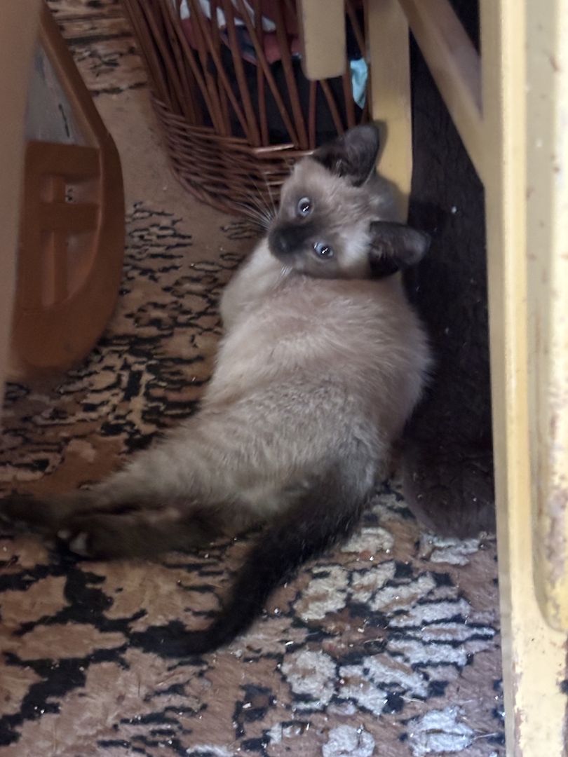 Katzenbabys vom Land