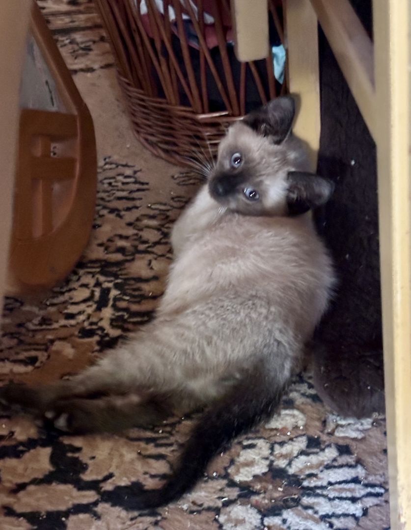 Katzenbabys vom Land