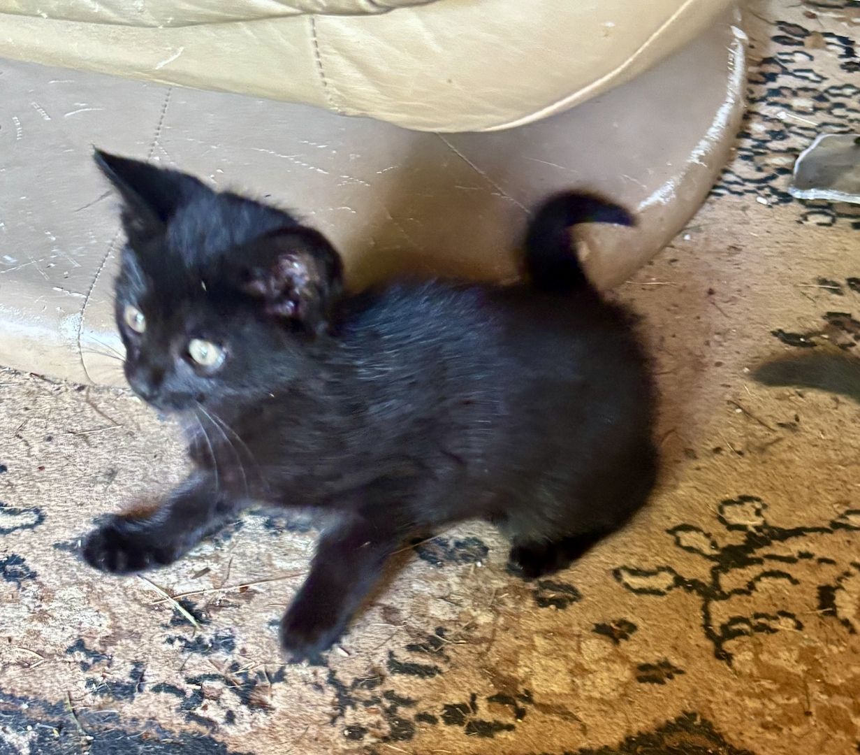 Katzenbabys vom Land