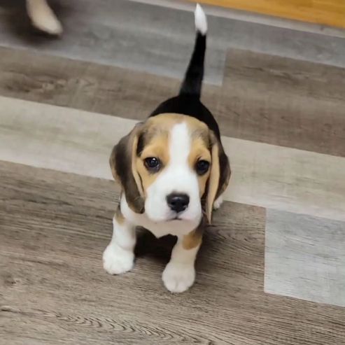 Hochwertige Beagle-Welpen... WhatsApp: +44 7453 907158