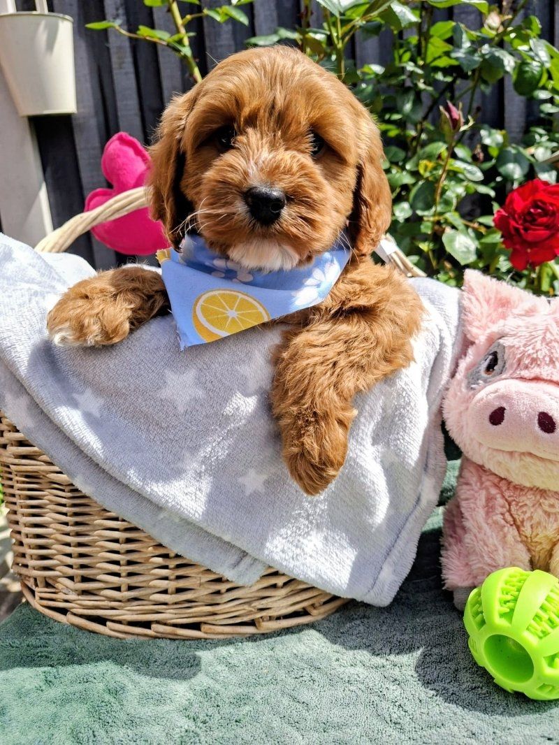Cavapoo-Welpen, Apricot. Kontaktieren Sie mich per WhatsApp unter: +44 7453 907158