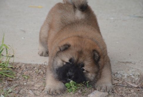 Vater der Welpen KC Chow-Chow-Welpen. Kontaktieren Sie mich per WhatsApp unter: +44 7453 907158