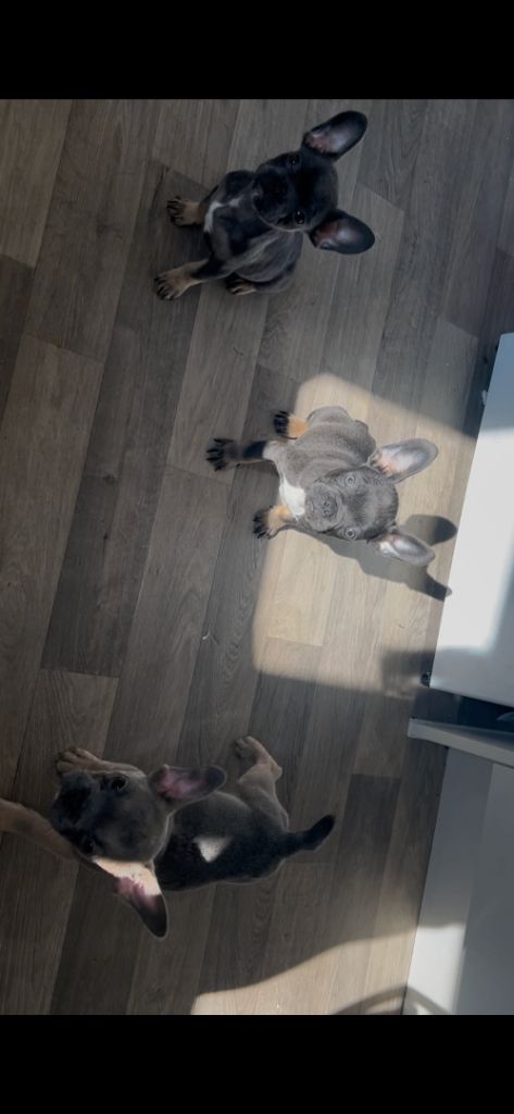 Gesundheitszustand von blau-lohfarbenen Französischen Bulldoggen.