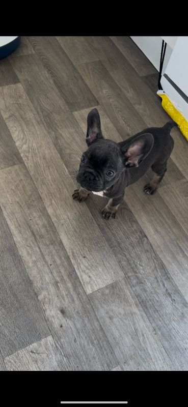 Gesundheitszustand von blau-lohfarbenen Französischen Bulldoggen.
