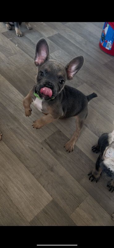 Gesundheitszustand von blau-lohfarbenen Französischen Bulldoggen.