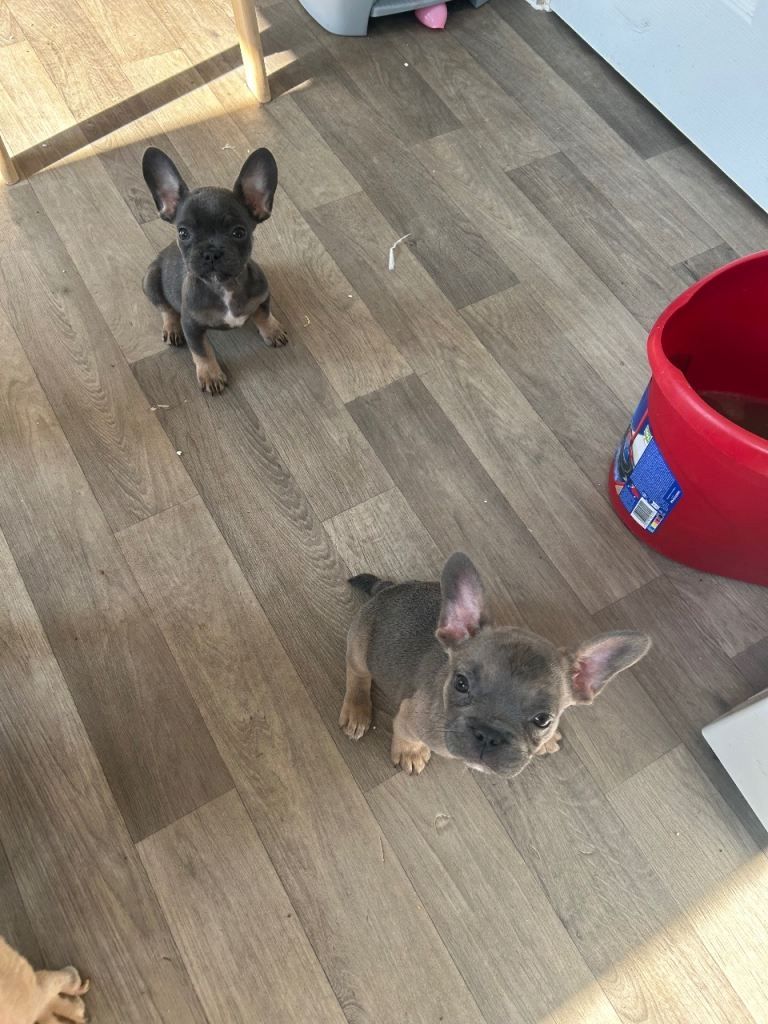 Gesundheitszustand von blau-lohfarbenen Französischen Bulldoggen.