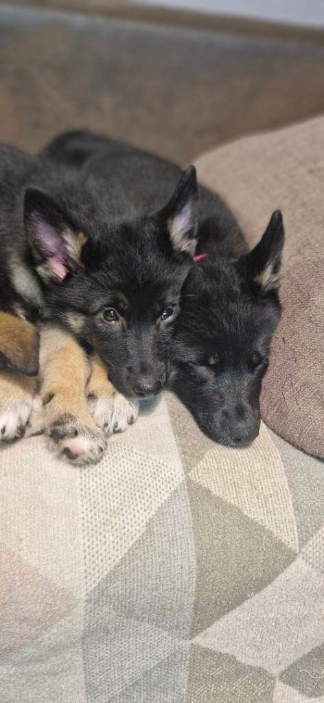 Wurf Deutscher Schäferhundwelpen. Kontaktieren Sie mich