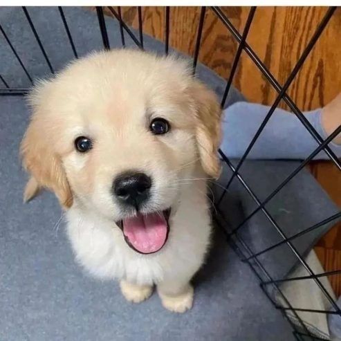 Golden Retriever (BVA-Gesundheitszeugnis, Deckrüde, Hüft-/Augenuntersuchung).