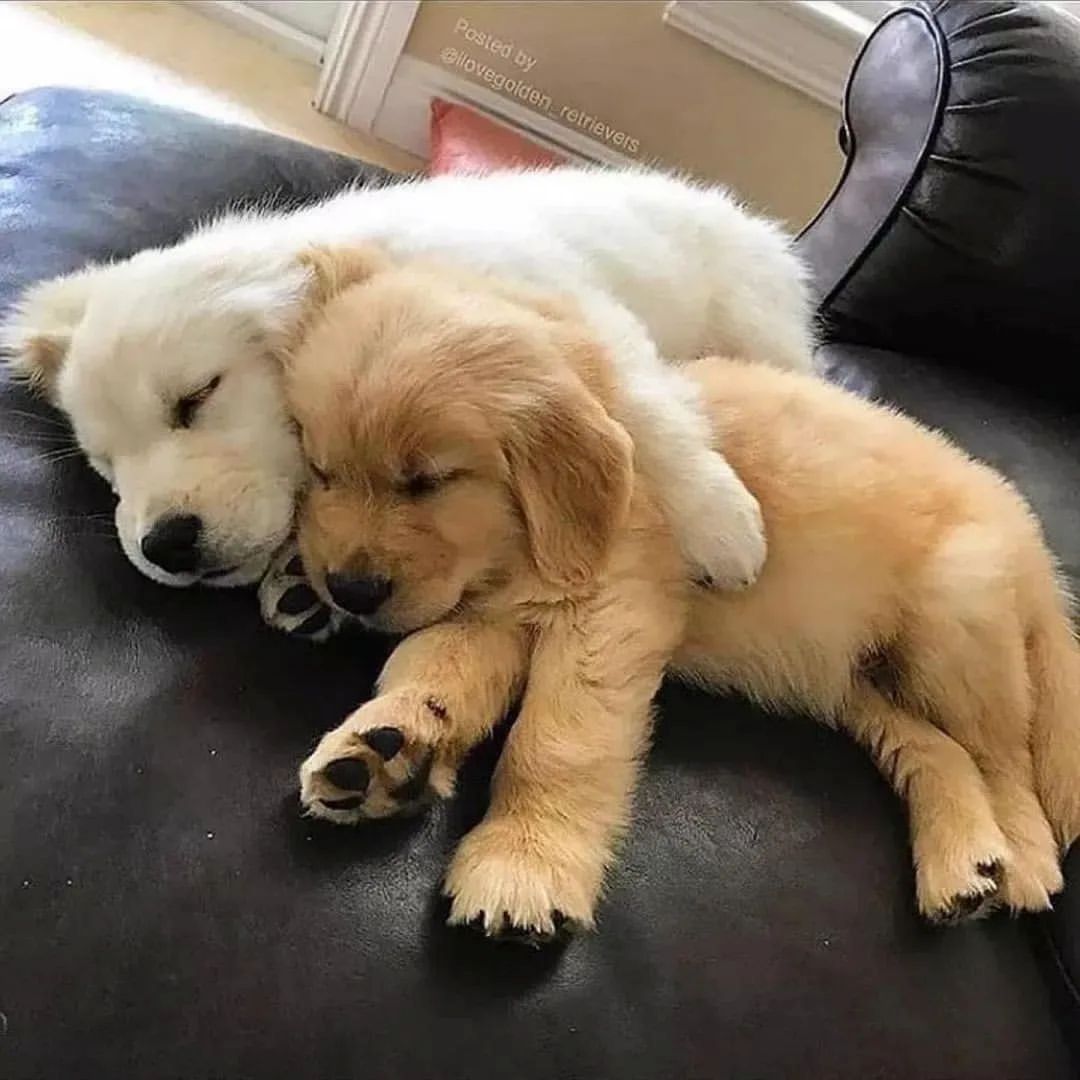 Golden Retriever (BVA-Gesundheitszeugnis, Deckrüde, Hüft-/Augenuntersuchung).