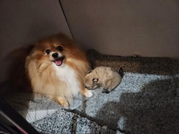 Pomeranian-Welpen mit Teddybärgesicht. Kontaktieren
