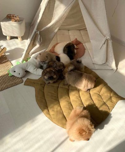 Pomeranian-Welpen mit Teddybärgesicht. Kontaktieren