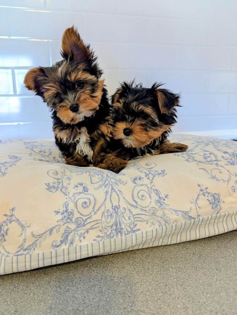 Unsere liebe Hündin hat 4 wunderschöne Yorkshire-Terrier-Welpen (1 Hündin und 3 Rüden)