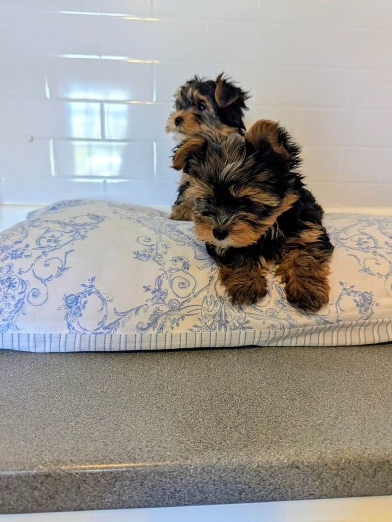 Unsere liebe Hündin hat 4 wunderschöne Yorkshire-Terrier-Welpen (1 Hündin und 3 Rüden)