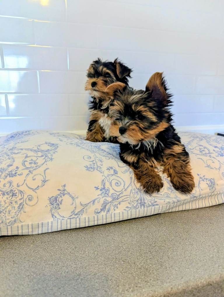 Unsere liebe Hündin hat 4 wunderschöne Yorkshire-Terrier-Welpen (1 Hündin und 3 Rüden)