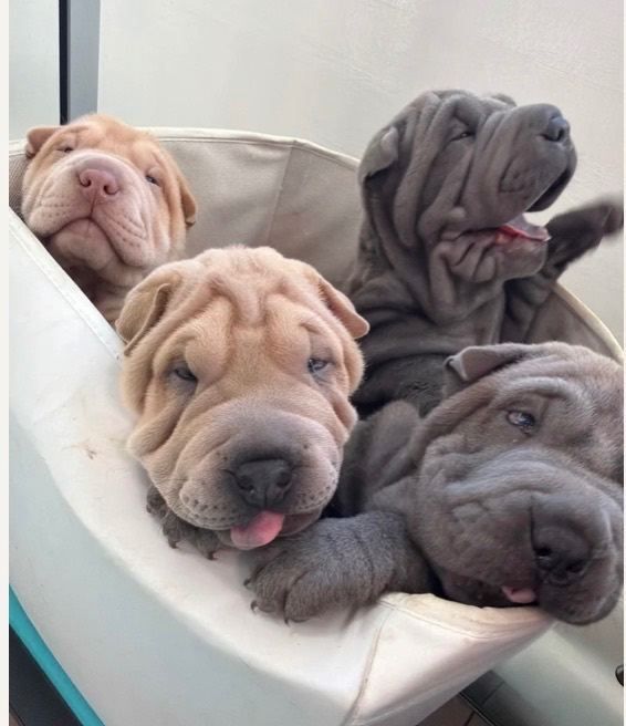 Shar-Pei-Welpen ... Kontakt per WhatsApp unter: +44 7453 907158