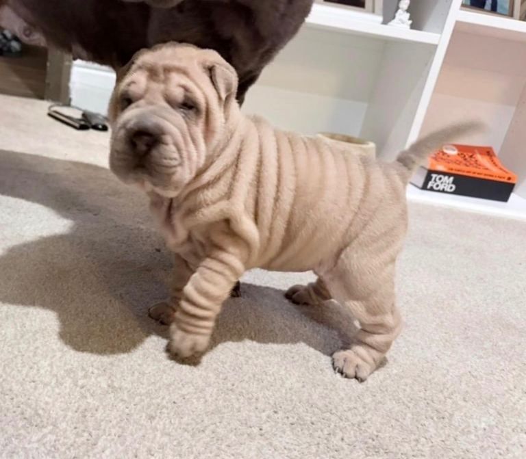 Shar-Pei-Welpen ... Kontakt per WhatsApp unter: +44 7453 907158
