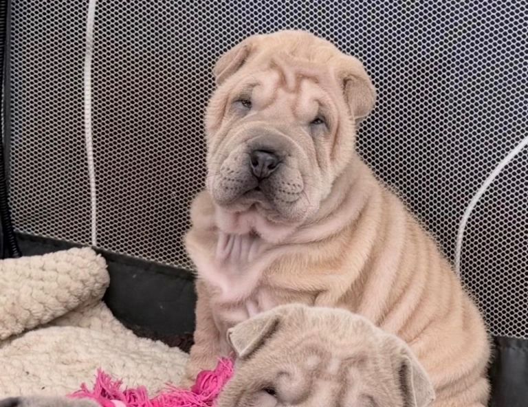 Shar-Pei-Welpen ... Kontakt per WhatsApp unter: +44 7453 907158