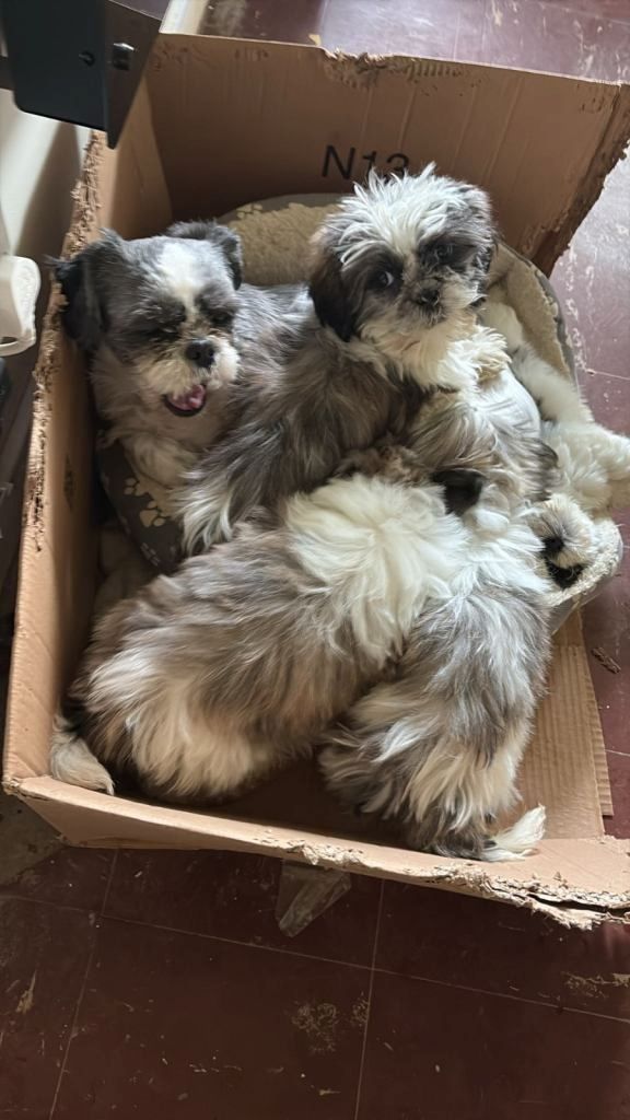 Shih-Tzu-Welpen zu verkaufen: 2 Hündinnen, 1 Rüde ...
