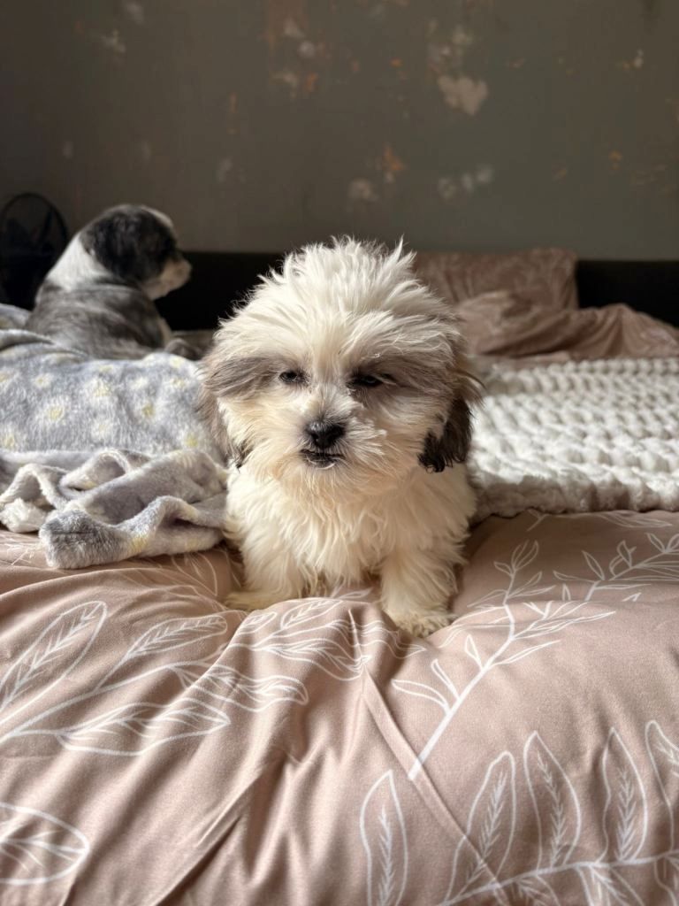 Shih-Tzu-Welpen zu verkaufen: 2 Hündinnen, 1 Rüde ...