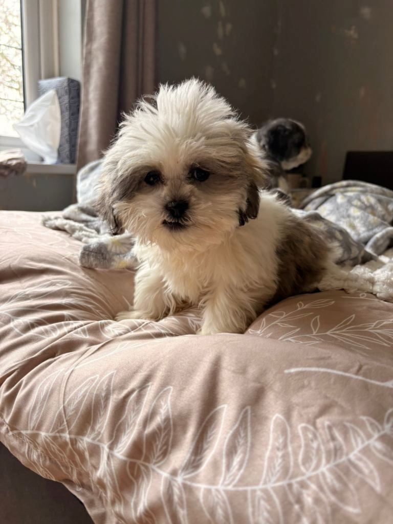 Shih-Tzu-Welpen zu verkaufen: 2 Hündinnen, 1 Rüde ...
