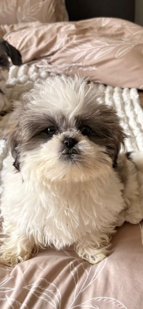 Shih-Tzu-Welpen zu verkaufen: 2 Hündinnen, 1 Rüde ...