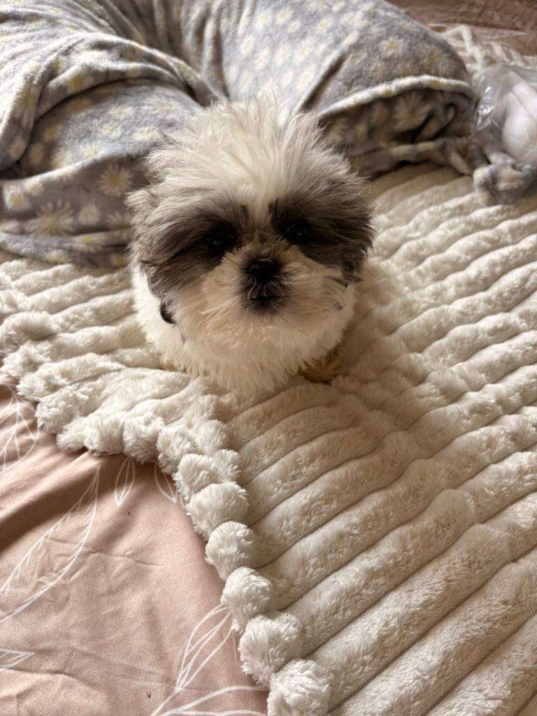 Shih-Tzu-Welpen zu verkaufen: 2 Hündinnen, 1 Rüde ...