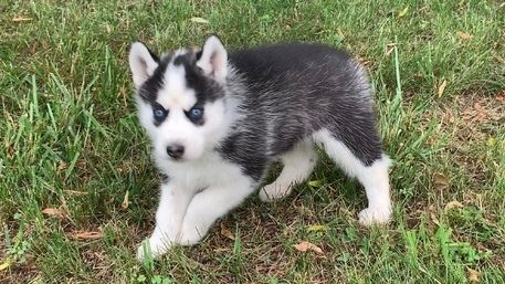 Wunderschöne Siberian-Husky-Welpen ... Kontakt per WhatsApp unter: +44 7453 907158