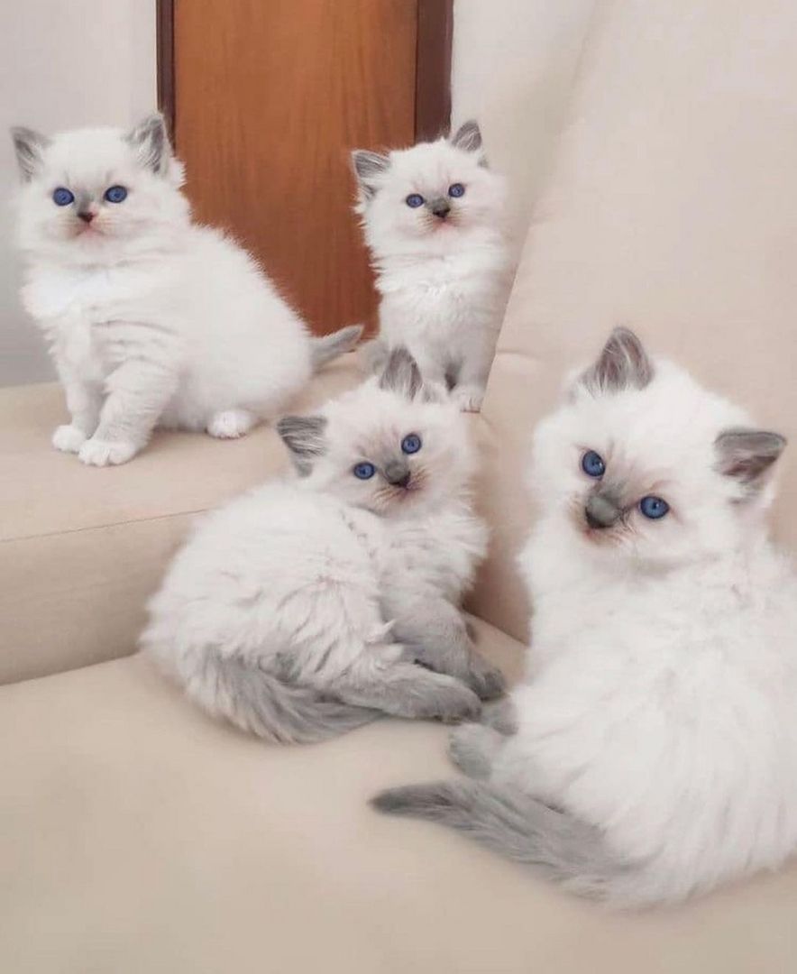 Wunderschöne Ragdoll-Kätzchen in der Farbe „Blue Mitted“ .