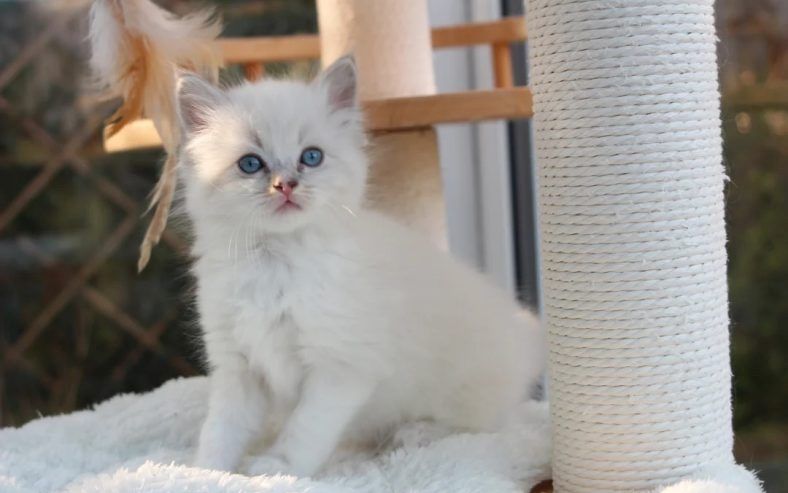 Wunderschöne Ragdoll-Kätzchen in der Farbe „Blue Mitted“ .
