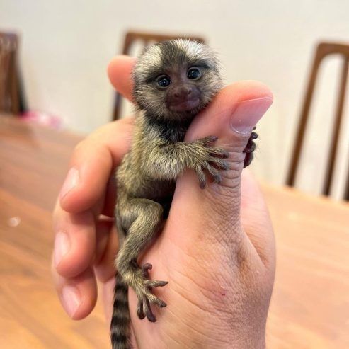 Zwergseidenäffchen (Pygmy Marmosets) ... schreiben