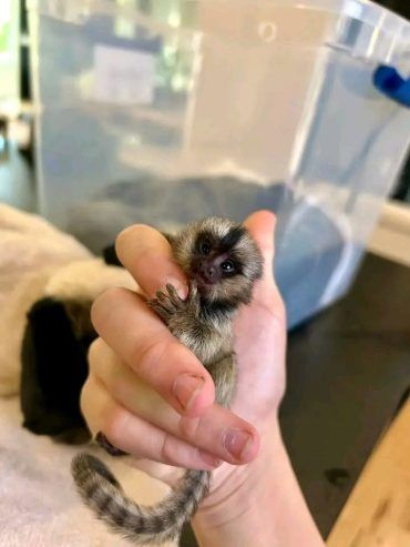 Seidenäffchen-Babys verfügbar ... kontaktieren Sie mich per WhatsApp unter: +44 7453 907158
