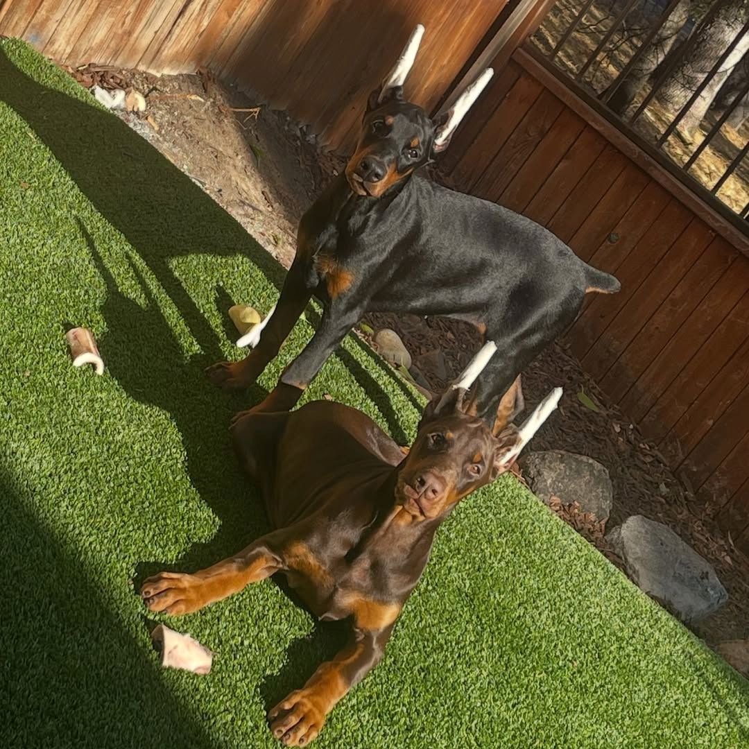 Europäische Dobermann Welpen – Familienfreundlich & Charakterstark