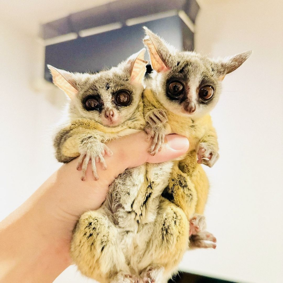 Galagos abzugeben ... Kontakt per WhatsApp unter: +44 7453 907158