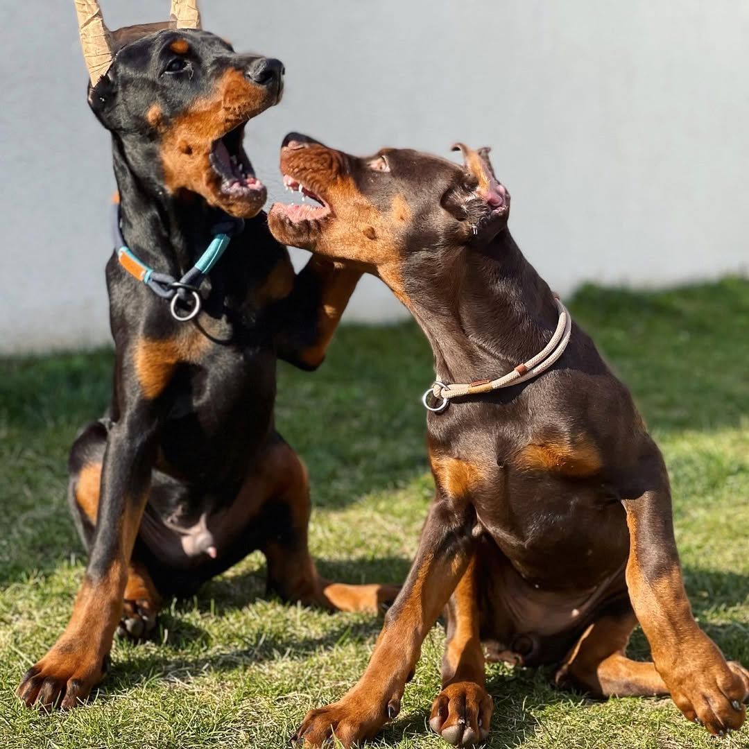 Europäische Dobermann Welpen aus Qualitätszucht