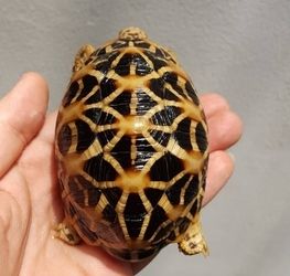Schildkröten zu verkaufen.