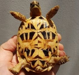 Hochwertige Schildkröten zu Top-Preisen!