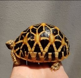 Schildkröten verschiedener Arten zu verkaufen