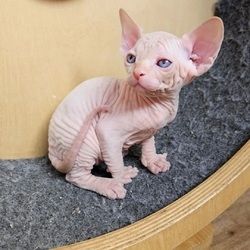 Sphynx-Kätzchen jetzt erhältlich