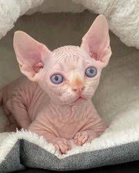 Sphynx-Kätzchen jetzt bezugsfertig