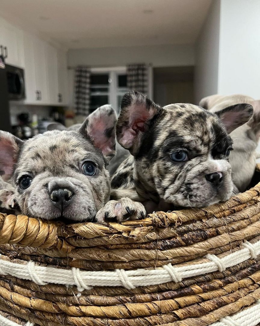 Exklusive Französische Bulldoggen Welpen zu verkaufen