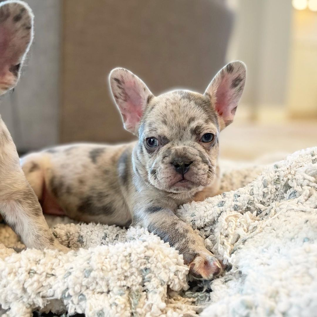 Seltene Merle Französische Bulldoggen Welpen
