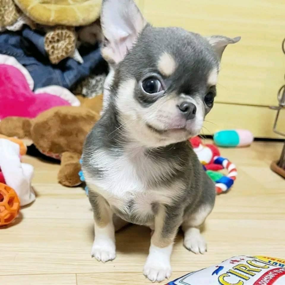 Teacup-Chihuahua-Welpen suchen ein Zuhause