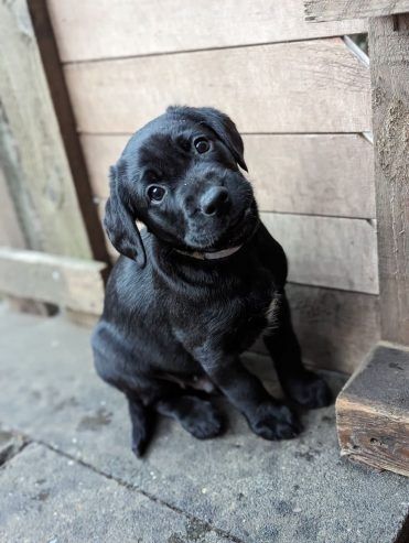 Gesunder Labrador-Welpe sucht neues Zuhause