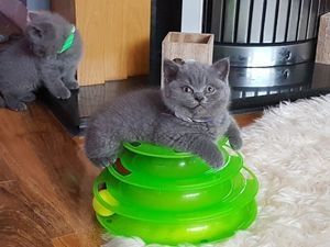 Russisch-Blau-Katerchen