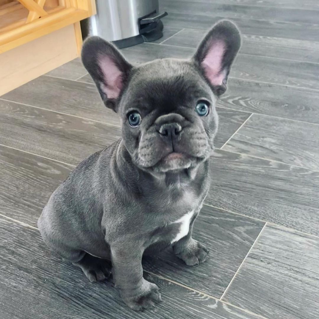 Gut sozialisierte Französische Bulldoggen-Welpen