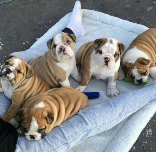 Englische Bulldoggen-Welpen